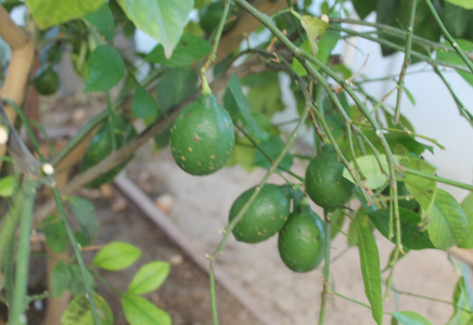 ТҮРКІСТАН: Кентаулық шаруа лимон ағашынан мол өнім алуды көздеп отыр