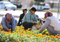 Түркістанда абаттандыру, гүл егу жұмыстары қарқын алды