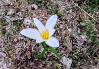 Түркістан облысына наурызек оралып, бәйшешек гүлдеді