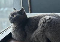 Таразда пәтерінде 20 мысық асыраған әйелге айыппұл салынуы мүмкін