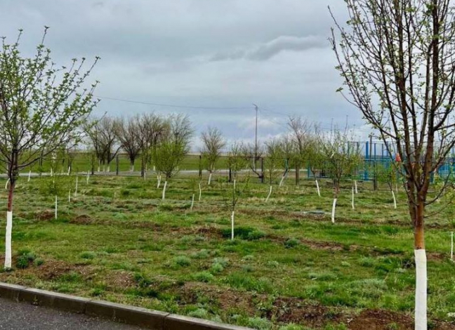 ТҮРКІСТАН: Созақ тұрғындары көгалдандыру ісін қолға алды