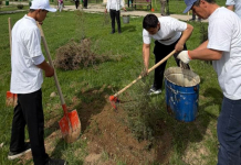 «ТАЗА ҚАЗАҚСТАН»: Түркістан облысында көгалдандыру жұмыстары жүргізілді