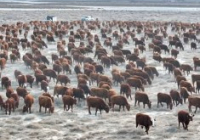 ТҮРКІСТАН: Созақта асыл тұқымды ірі қара мал саны көбейіпкеледі