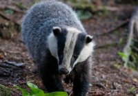 Ақмола облысында қыстың ортасында борсық аңын інімен бірге қазып алған жұмысшылар істі болды (ВИДЕО)