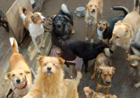 Сенат Қазақстандағы жануарлар туралы жаңа заңда “эвтаназия“ терминінен бас тартты