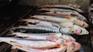 Көлігінен 500 келі бекіре табылған Атырау тұрғыны сотталды