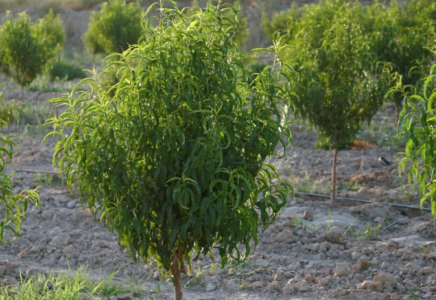 ТҮРКІСТАН: Келесте шабдалы өсіру ісі жанданады