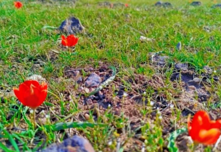 ТҮРКІСТАН: Ордабасыда Қызыл кітапқа енген қызғалдақ гүлдеді