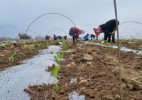  Түркістан облысында 25 гектар жерге қырыққабат егілді