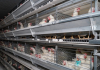 ТҮРКІСТАН: «Сарыағаш-Құс» фабрикасы өңірді отандық өніммен қамтып жатыр