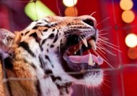 ​Ресейде цирк кезінде жолбарыс көрермен залына секіріп кетті