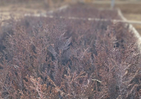 ТҮРКІСТАН: Орман шаруашылықтарының жұмысы тексерілді