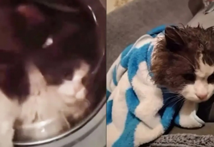 Талдықорғанда әйел адам мысығын кір жуғыш машинаға салып жуған (ВИДЕО)