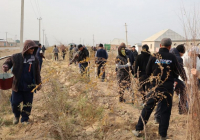 ТҮРКІСТАН: Сауран ауданында 5000 түп көшет отырғызылды