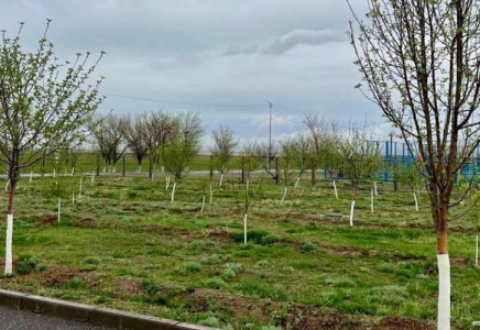 ТҮРКІСТАН: Созақ тұрғындары көгалдандыру ісін қолға алды