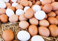 Үкімет сиыр етінің экспорты мен жұмыртқа импортына қатысты шешім қабылдады