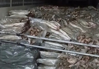 Атырау облысында 17 тоннадан астам заңсыз балық тәркіленді