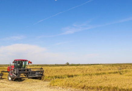 ​Биыл елдегі күріш алқаптары тағы 7,5 мың гектарға қысқарады