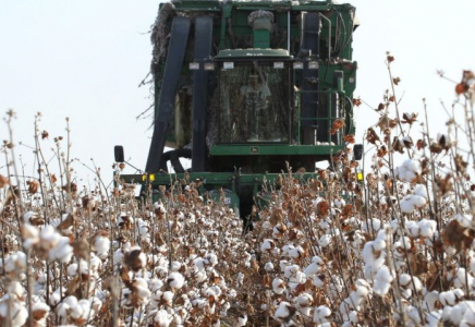 ТҮРКІСТАН: Мақтааралда 85,7 млрд теңгенің өнімі өндірілді