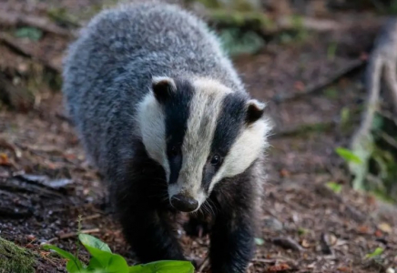 Ақмола облысында қыстың ортасында борсық аңын інімен бірге қазып алған жұмысшылар істі болды (ВИДЕО)