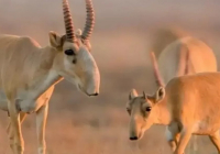 Еліміз киік мүйізін экспорттауға мүмкіндік алды
