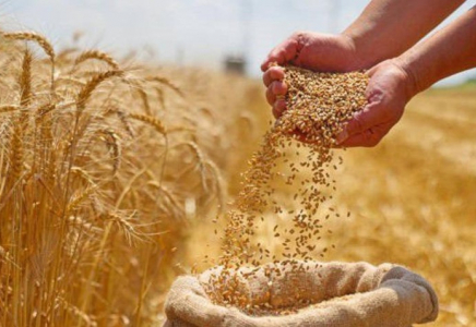 Астық пен ұн экспорты 9,9 млн тоннаға жетті