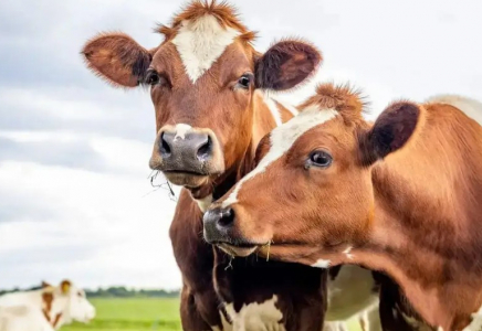 Қазақстан ірі қара мал етін экспорттауға квота енгізді