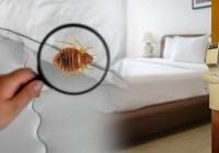 Қандаланың уынан көз жұмған – Түркияда түгелдей қаза тапқан отбасы тамақтан уланбаған болып шықты