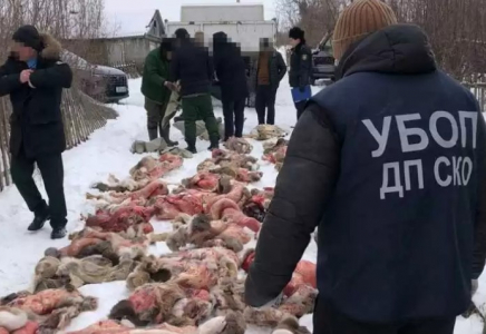 Петропавлда саяжай қоғамындағы үйлердің бірінен 50-ден астам еліктің еті табылды