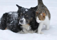 Алматы облысында үй жануарларына арналған азық өндіретін зауыт салынады