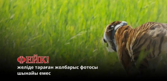 «Іле-Балқашта» жолбарыс жүргені туралы тараған ақпарат жалған болып шықты