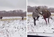 Желіде жаралы бұланның адамға шабуыл жасағаны түсірілген видео тарады