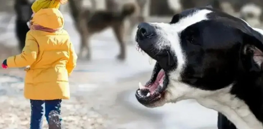 «Емі жоқ»: Қазақстанда былтыр құтырма ауруынан 3 адам көз жұмды