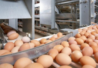 Жамбыл облысында жылына 60 млн инкубациялық жұмыртқа өндіретін кәсіпорынның құрылысы басталды