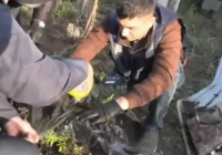 БҚО-да тыйым салынған өсімдіктерді өсіретін жасырын зертхана анықталды