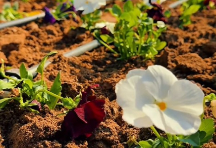 ШЫМКЕНТ КӨШЕЛЕРІНЕ 1,6 МЛН ГҮЛ ЕГІЛЕДІ