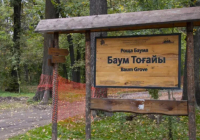 “Баум тоғайына“ қатысты дау: Сатыбалдының командасы мәлімдеме жасады