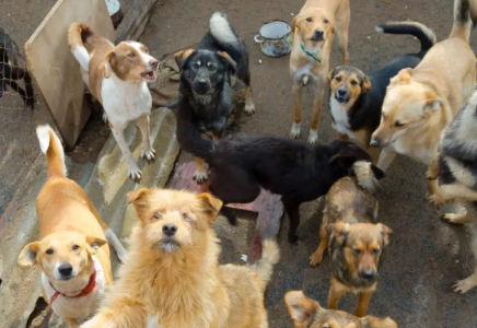 Сенат Қазақстандағы жануарлар туралы жаңа заңда “эвтаназия“ терминінен бас тартты