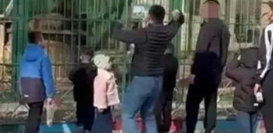 Семейде арыстандарға тас лақтырған ер адамдар табылды