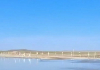 Алматыда мектеп оқушысы мысықты аяусыз қорлаған