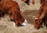​Өзбекстан ірі қара мал өсіру үшін Беларусьтен жерді жалға алады