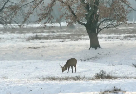 Қазақстандықтарға қар жауып, боран соғатыны ескертілді