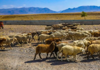 ​Шопандардың балаларын әскерге шақыртуды кейінгі қалдыру ұсынысы жасалды