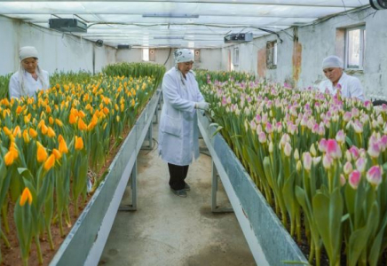 ТҮРКІСТАН: «Ботаникалық бақ» институтында қызғалдақтар қауыз жарды