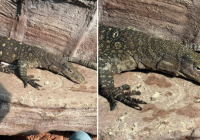 Алматы хайуанаттар бағына Жаңа Гвинеядан алып кесірткелер әкелінді