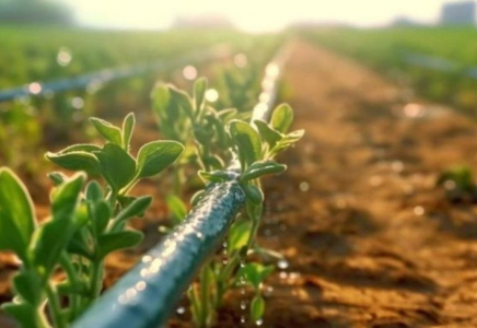 Су тұтынуды азайту - егіс науқанының басты басымдықтарының бірі
