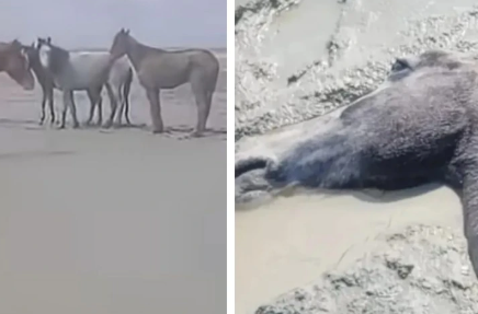 Маңғыстауда қолайсыз ауа райынан 100-ден аса жылқы қырылды