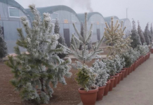 Түркістан облысында 10 гектар заманауи тұқымбақ салынып жатыр