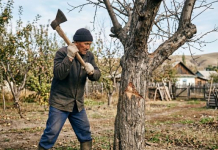 Көп жыл жеміс салмаған ағашқа МЫНА ЫРЫМды жасап көріңіз