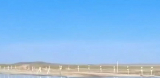 Алматыда мектеп оқушысы мысықты аяусыз қорлаған